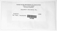 Cryphonectria radicalis image